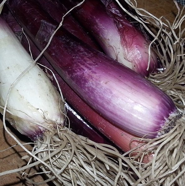 Cipolla