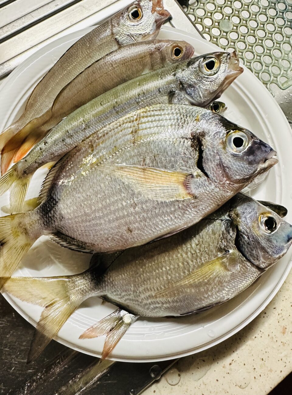 Pesce dello stretto di Messina saraghi pescati nello stretto di messina pesce locale siciliano