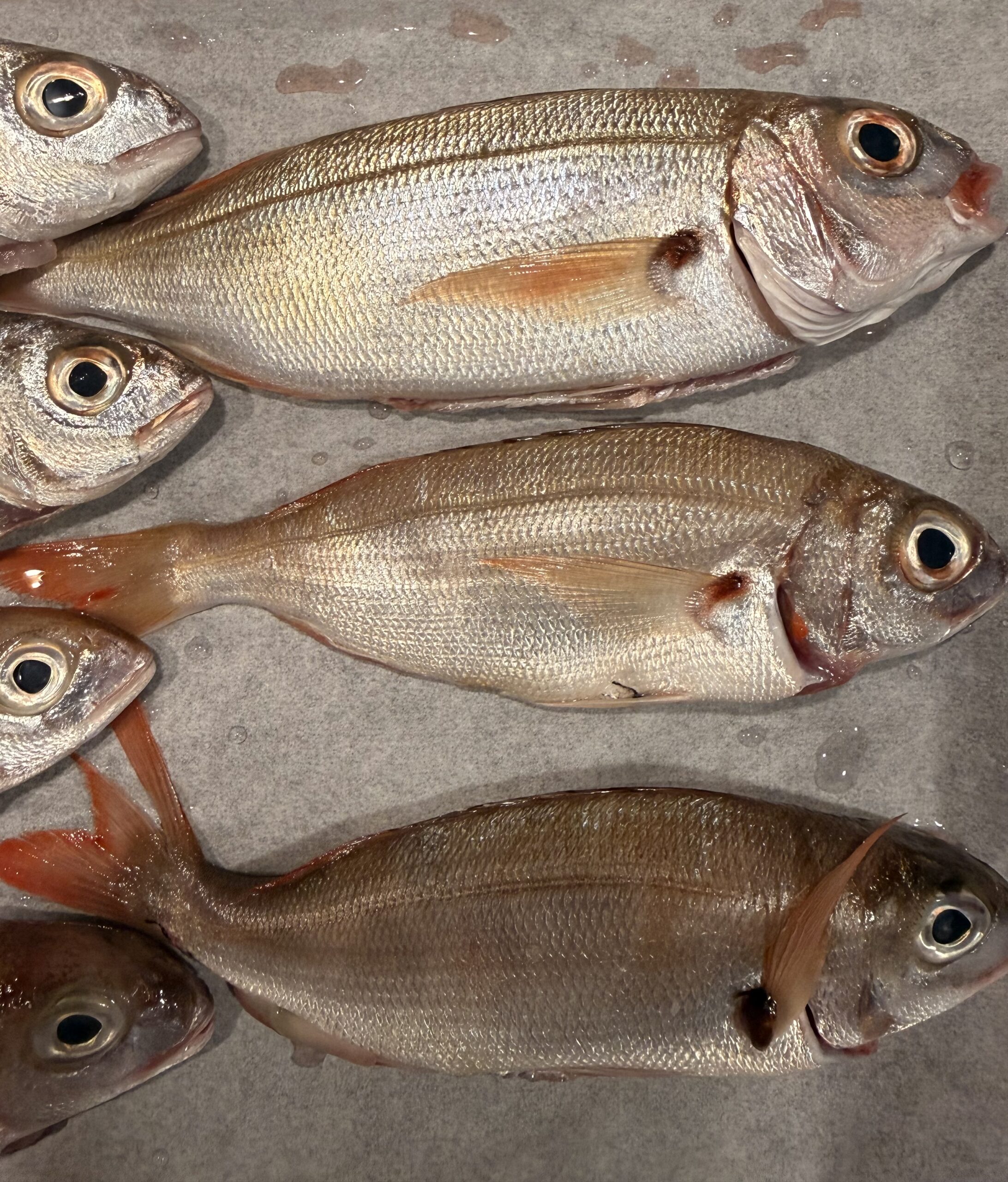 Fragolini freschi del Mediterraneo appena pescati, ideali da cucinare al forno con limone e aromi o fritti con semola rimacinata