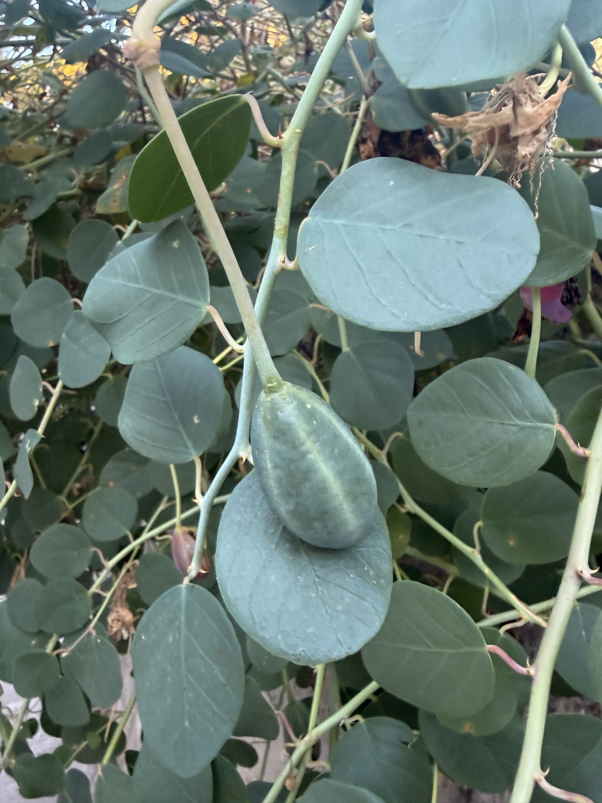 Cucunci siciliani, frutti verdi sulla pianta del cappero